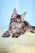 Fluffy Maine Coon kitten with big ears and bright eyes, perfect for any cat lover