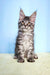 Tabby Maine Coon kitten with big pointed ears sitting upright, adorable and curious