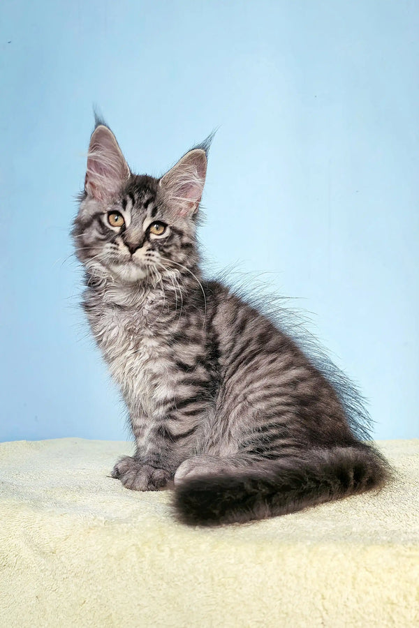 Adorable Maine Coon kitten with fluffy coat and ear tufts in Flip product