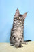 Fluffy gray tabby Maine Coon kitten with ear tufts and an alert expression