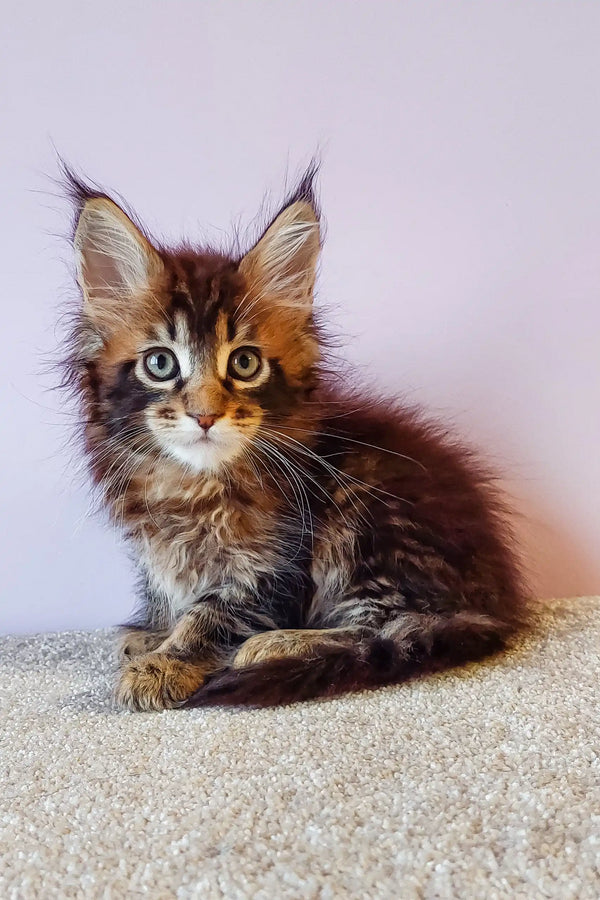 Brown tabby Maine Coon kitten in Flippy | Maine Coon Kitten product display