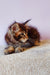 Adorable Brown Tabby Maine Coon Kitten named Flippy ready for cuddles and play