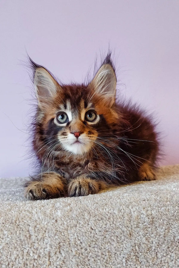 Fluffy brown tabby kitten from Flippy | Maine Coon Kitten, super cute and playful!