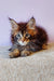 Fluffy brown tabby kitten playing with Flippy, the Maine Coon Kitten toy