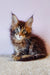 Fluffy brown tabby kitten Flippy from Maine Coon Kitten collection looking adorable