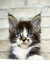 Floki | maine coon kitten