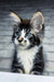Floki | maine coon kitten