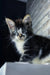 Floki | maine coon kitten