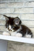 Floki | maine coon kitten