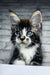 Floki | maine coon kitten
