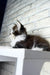 Floki | maine coon kitten