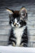 Floki | maine coon kitten