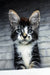Floki | maine coon kitten