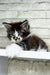 Floki | maine coon kitten