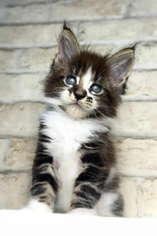 Floki | maine coon kitten