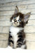 Floki | maine coon kitten