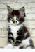 Floki | maine coon kitten