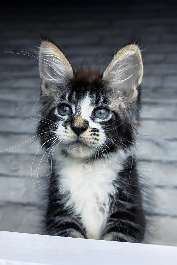 Floki | maine coon kitten