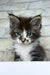 Floki | maine coon kitten