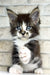 Floki | maine coon kitten