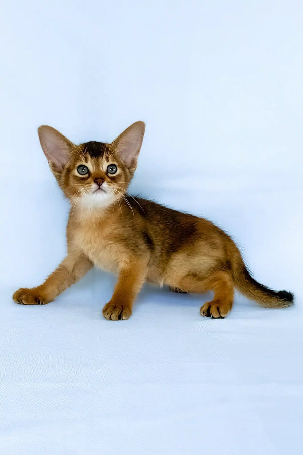 Flora | abyssinian kitten