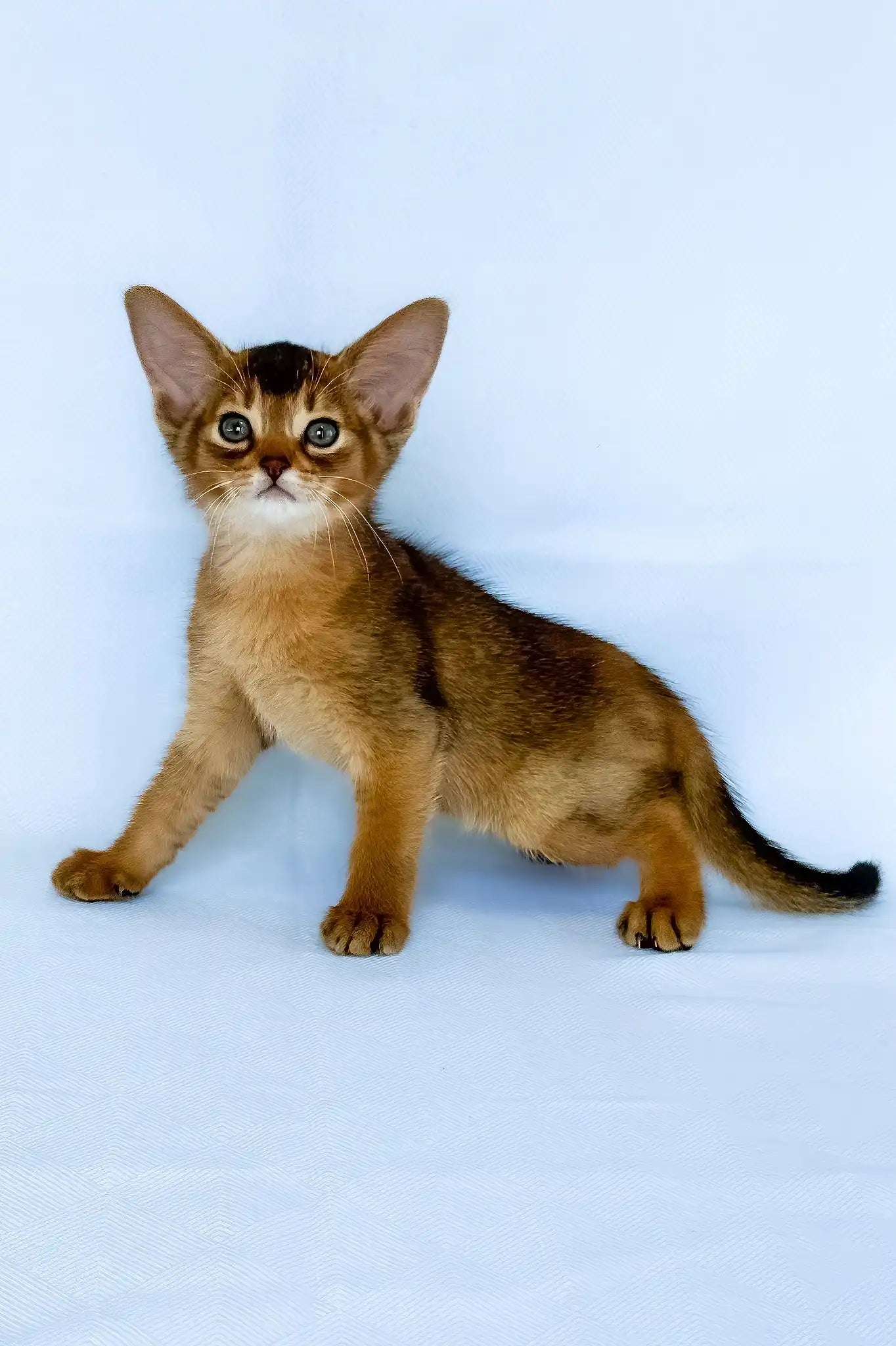 Flora Abyssinian Kitten with Yellow Eyes