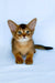 Flora | abyssinian kitten