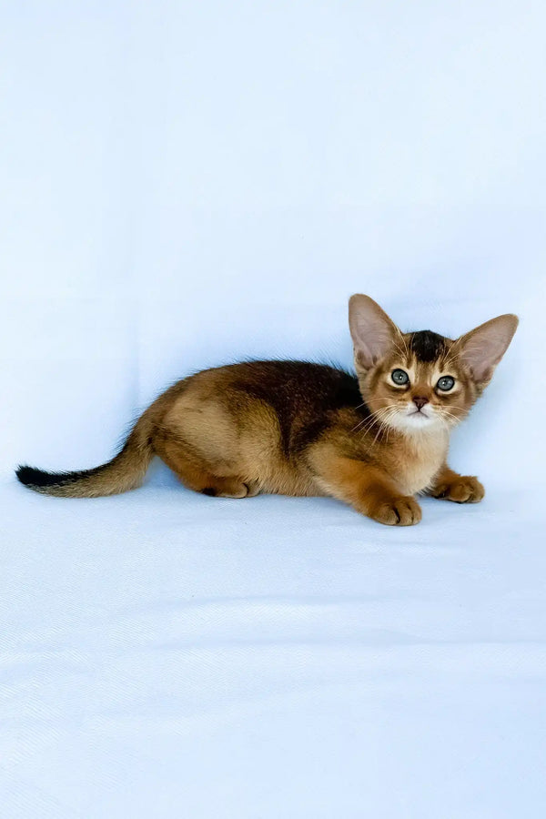 Flora | abyssinian kitten