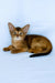 Flora | abyssinian kitten