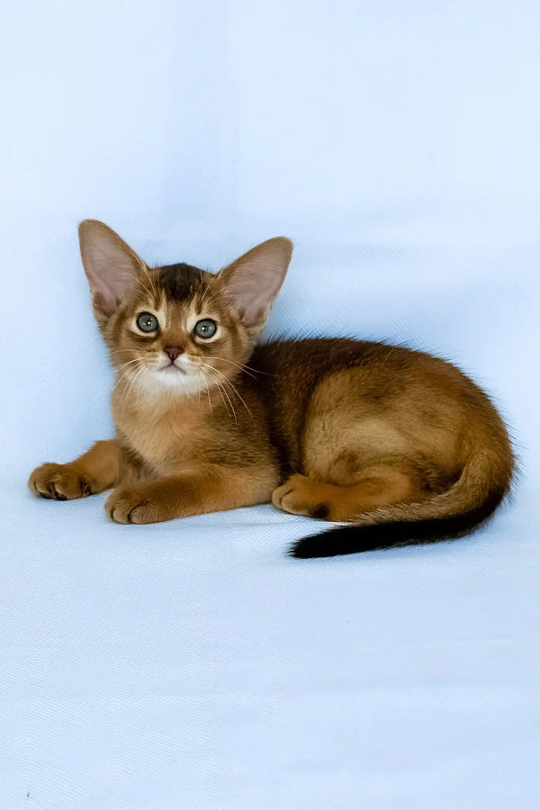 Flora | abyssinian kitten