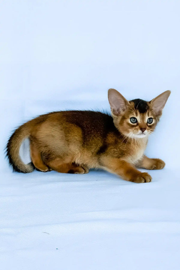 Flora | abyssinian kitten