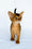 Flora | Abyssinian Kitten
