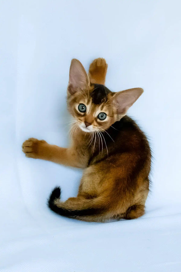 Flora | abyssinian kitten