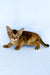 Flora | abyssinian kitten