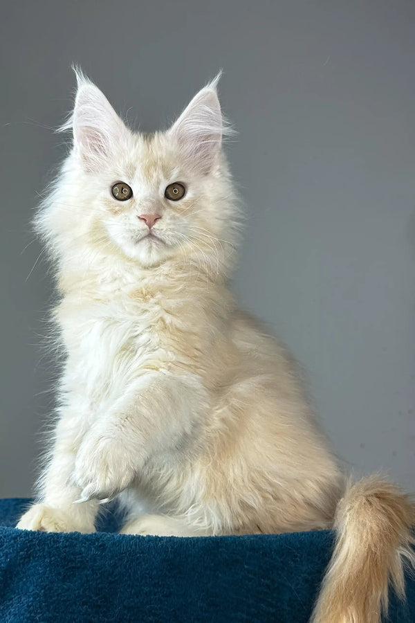 Florian | maine coon kitten