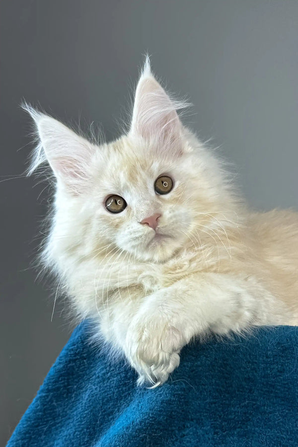 Florian | maine coon kitten