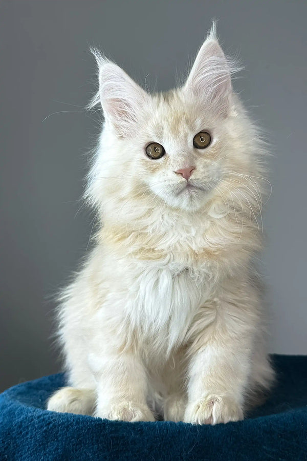 Florian | maine coon kitten