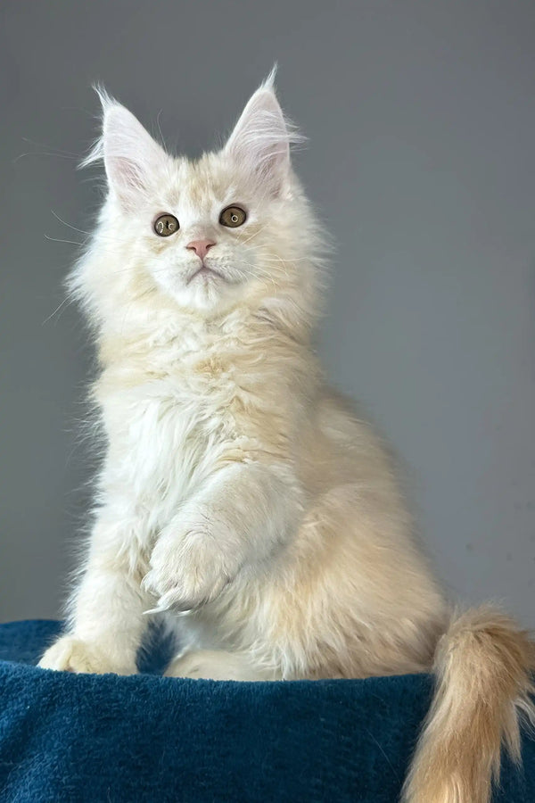 Florian | maine coon kitten