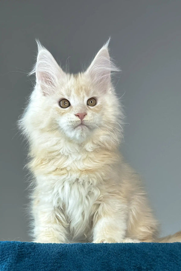 Florian | maine coon kitten