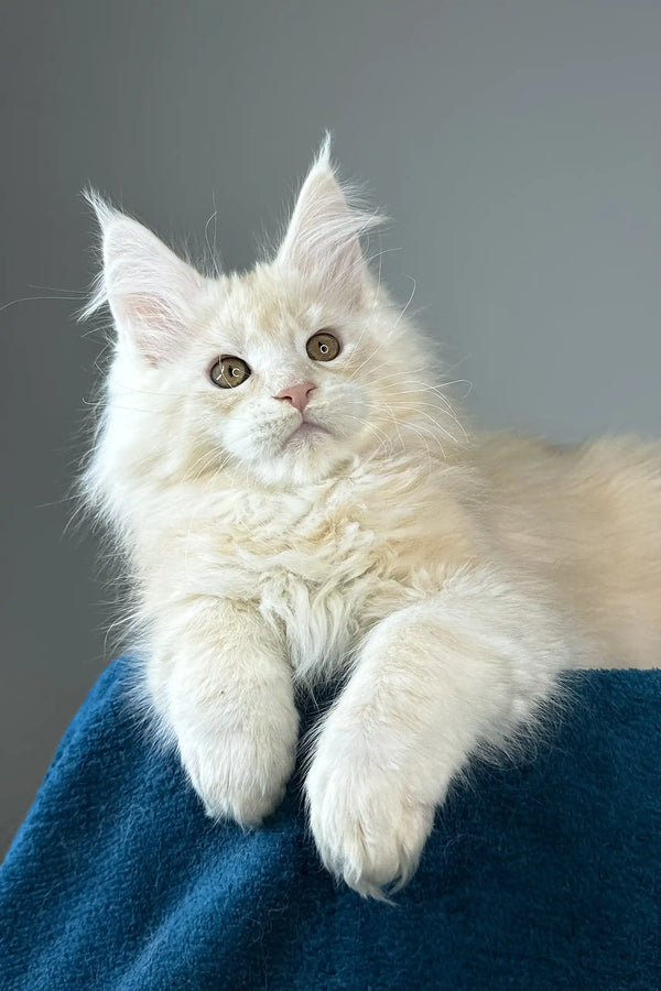 Florian | maine coon kitten