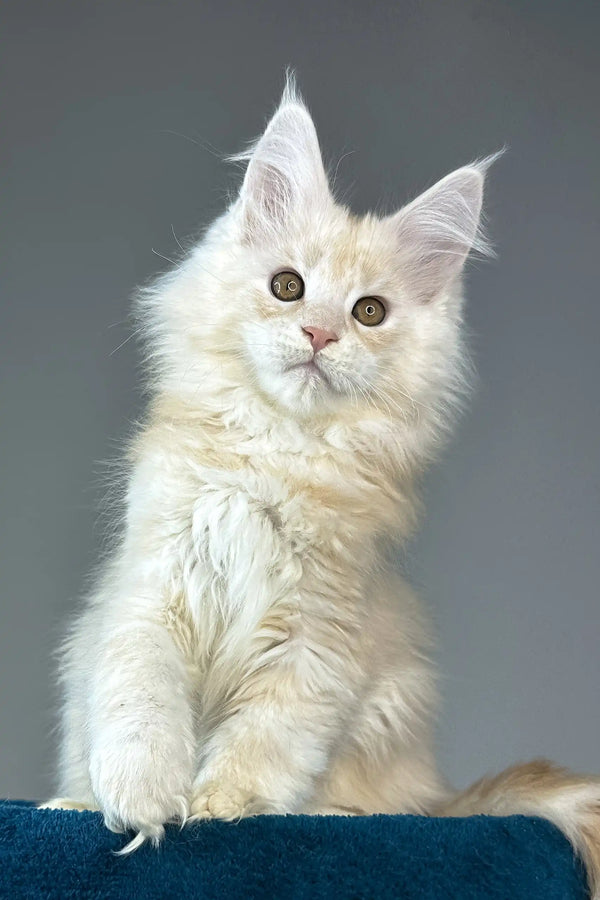 Florian | maine coon kitten