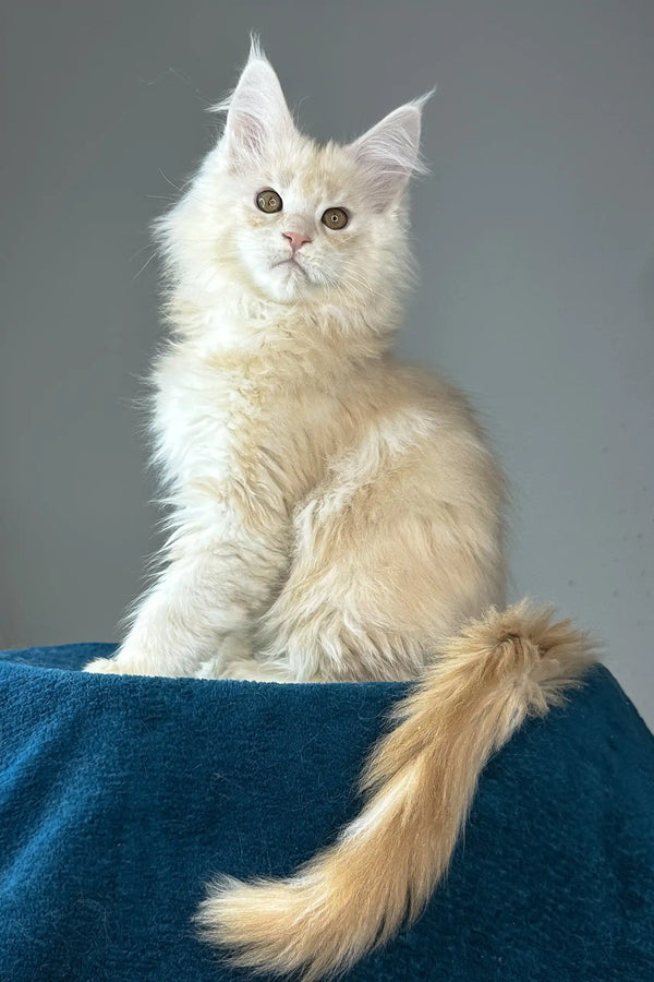 Florian | maine coon kitten