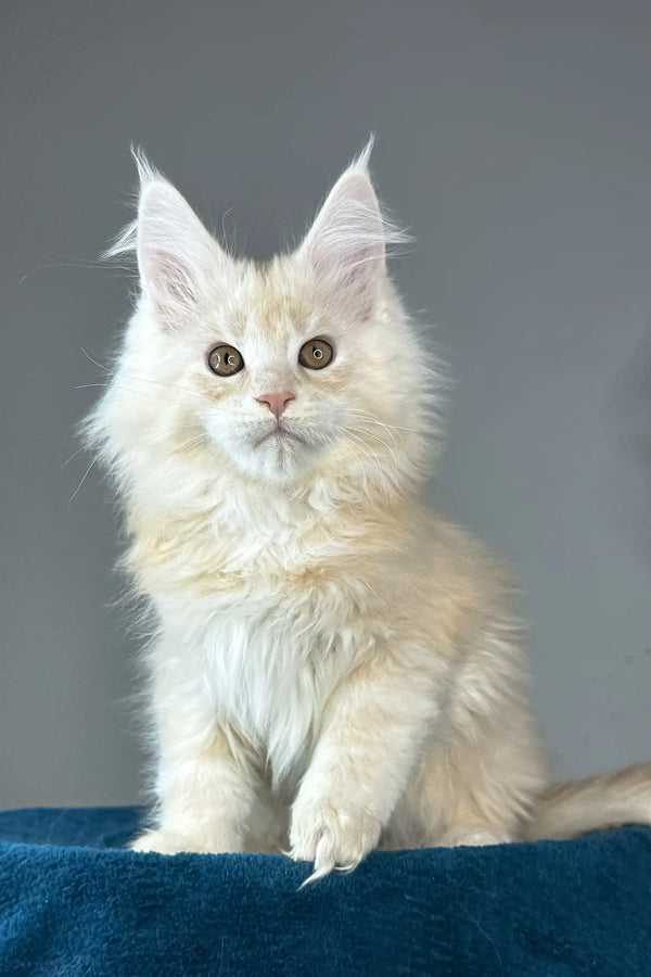 Florian | maine coon kitten