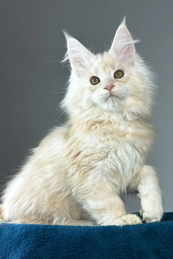 Florian | maine coon kitten