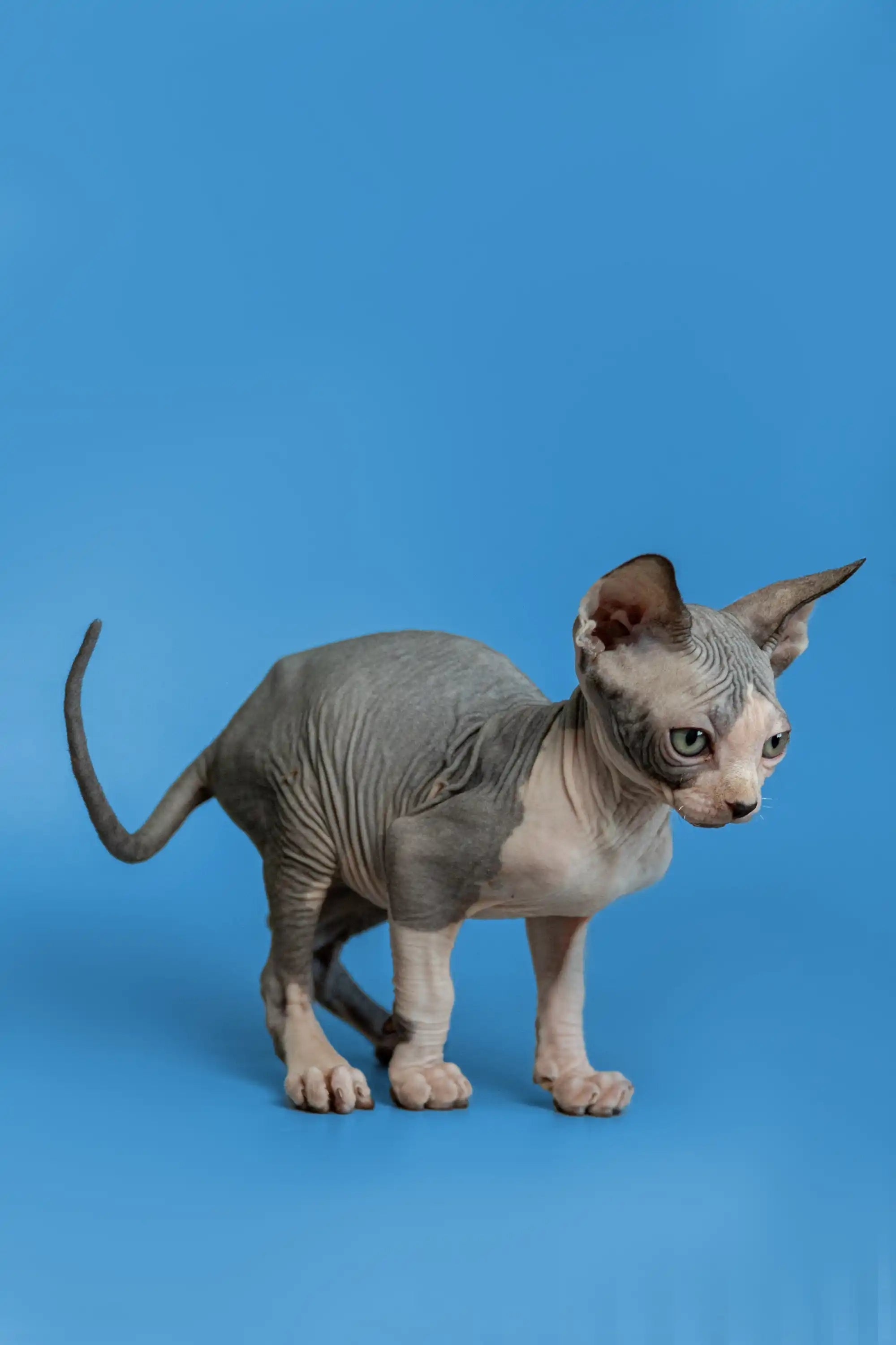 Sphynx Cats and Kittens for Sale Florian | Kitten
