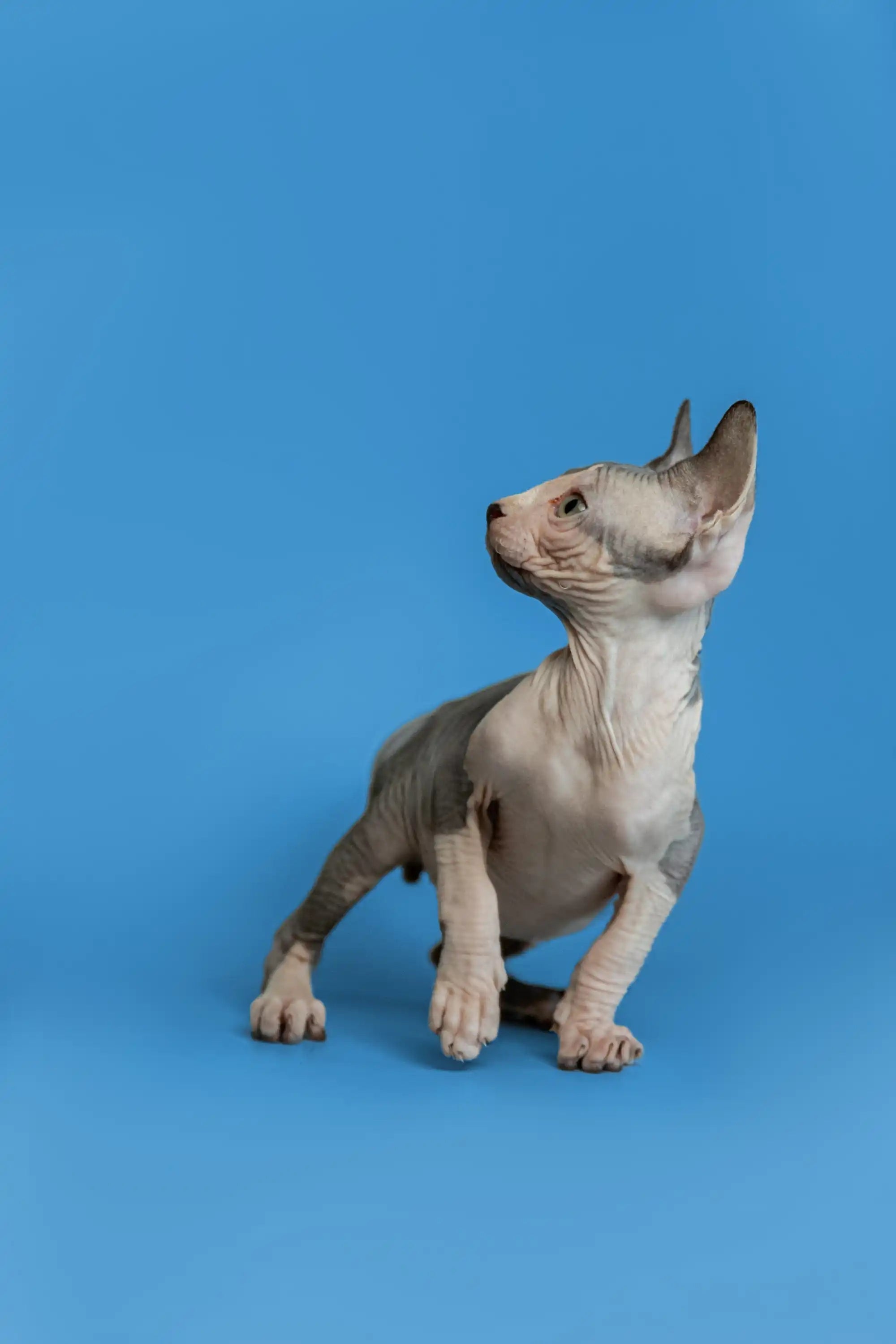 Sphynx Cats and Kittens for Sale Florian | Kitten