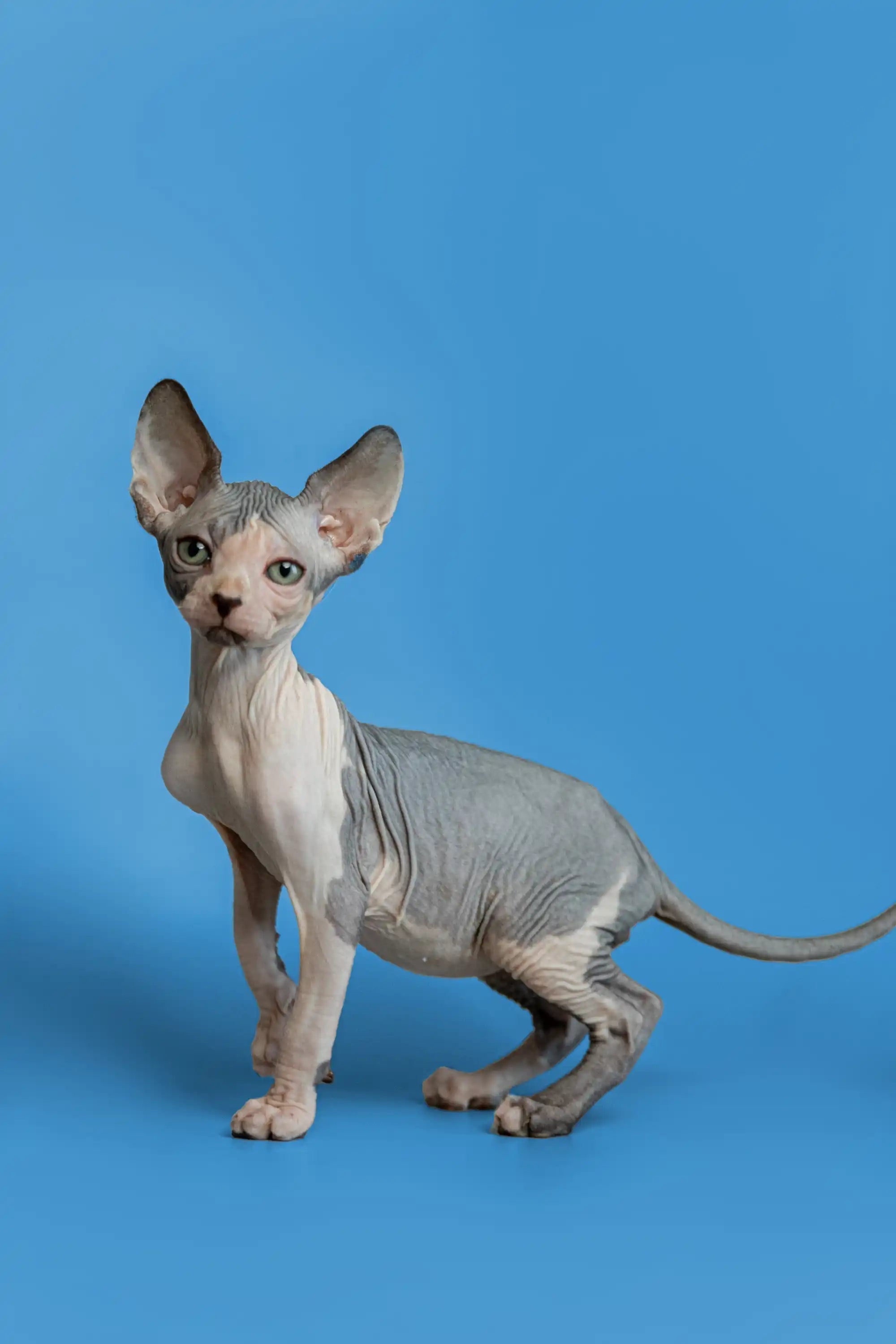 Hairless Sphynx Cats & Kittens for Sale Florian | Kitten