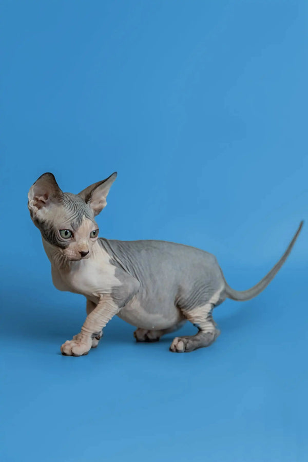 Adorable Hairless Sphynx Kitten with Gray Skin and Big Ears in Florian Product