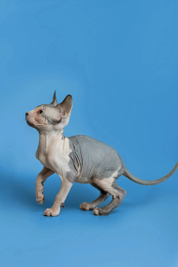 Sphynx kitten flaunting its cute wrinkled skin in an alert pose for Florian product