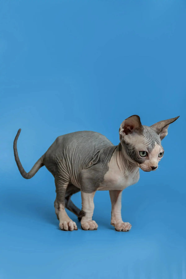 Adorable Hairless Sphynx kitten Florian with wrinkled gray skin and big ears